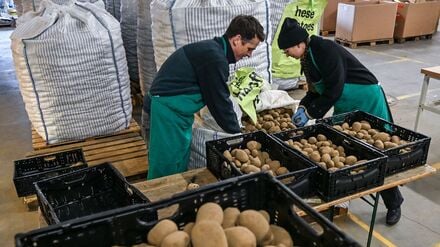 Aktion: Kartoffel-Flut in Berlin - 22 Tonnen f&uuml;r die Tafel