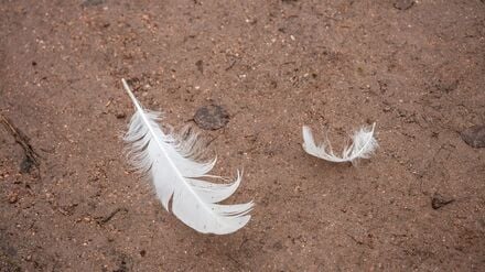 Erneuter Fall: Gefl&uuml;gelpest trifft Putenhaltung in Brandenburger Norden