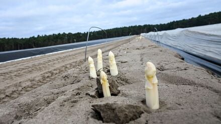 Beliebtes Saisongem&uuml;se: Spargelbauern hoffen auf gute Ernte zu Ostern
