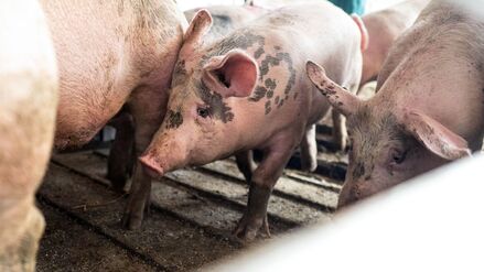 Tierschutz besser kontrollieren: Video&uuml;berwachung soll Pflicht in gro&szlig;en Schlachth&ouml;fen werden