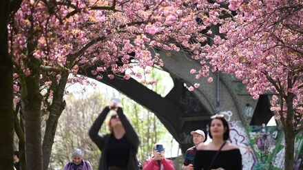 Bl&uuml;tenpracht im Fr&uuml;hling: Wo man in Berlin gut Kirschen gucken kann