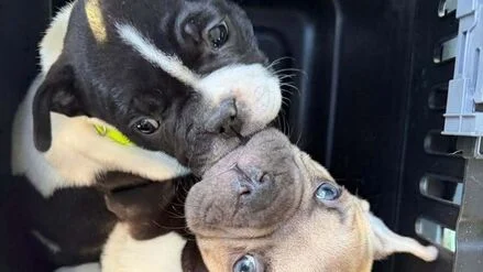 Nach Rettung von Hundewelpen aus Keller: Gericht untersagt Mann in Berlin die Haltung