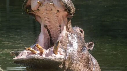 Alter war &bdquo;au&szlig;ergew&ouml;hnlich hoch&ldquo;: Berliner Nilpferd Kathi stirbt mit 50 Jahren