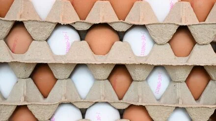 Eierproduktion: Knapp eine Milliarde Eier in Brandenburg produziert