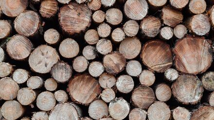 Rohstoffe: Statistikamt meldet R&uuml;ckgang beim Holzeinschlag