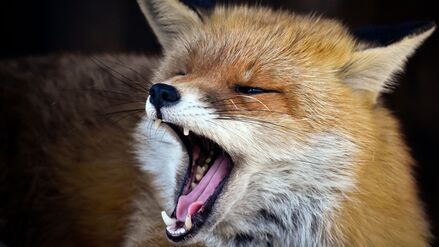 Er soll bereits einen Hund get&ouml;tet haben: Bezirksamt warnt vor &bdquo;aggressivem Fuchs&ldquo; in Reinickendorf