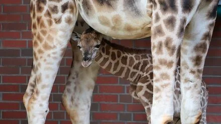 Bulle im Berliner Tierpark geboren: F&uuml;r Giraffenkuh Katharina ist es bereits der zehnte Nachwuchs