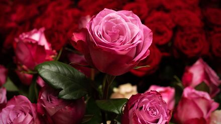 Einzelhandel: In Deutschland werden deutlich weniger Schnittblumen gekauft