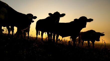 Ermittlungen wegen Diebstahls: 48 Rinder verschwinden in Spreewald-Dorf von der Weide